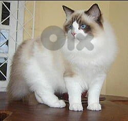 pure female ragdoll