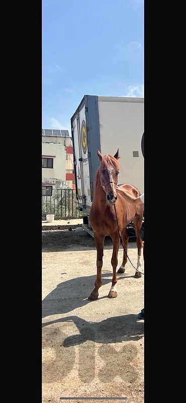زغرتا