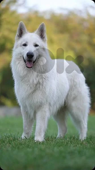 Berger Suisse purebred puppies Suisse Shepherd
