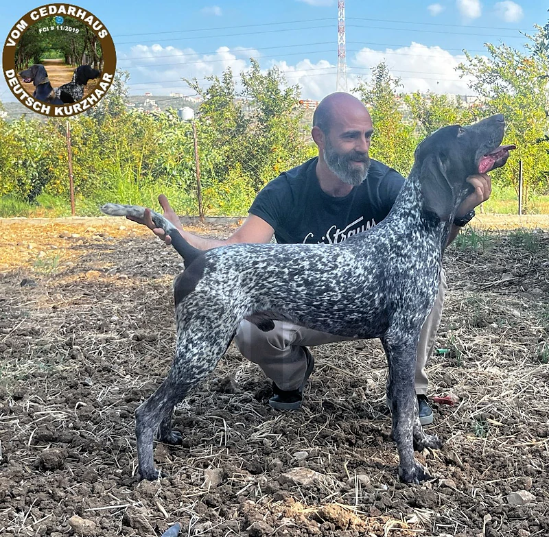 German pointer  كلب صيد hunting dog