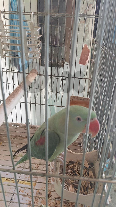حلبا عكار