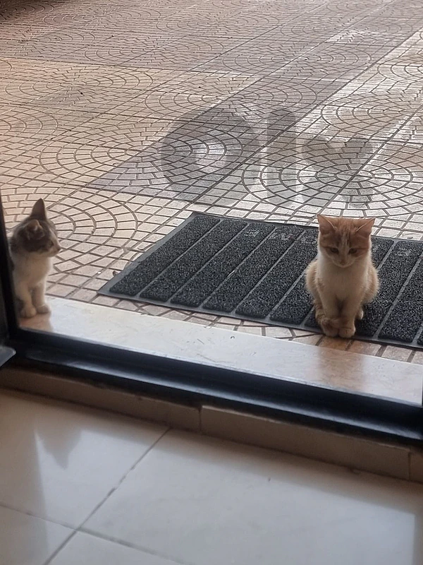 cats adoptation