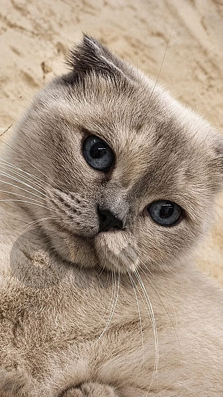 Scottish fold female for mating