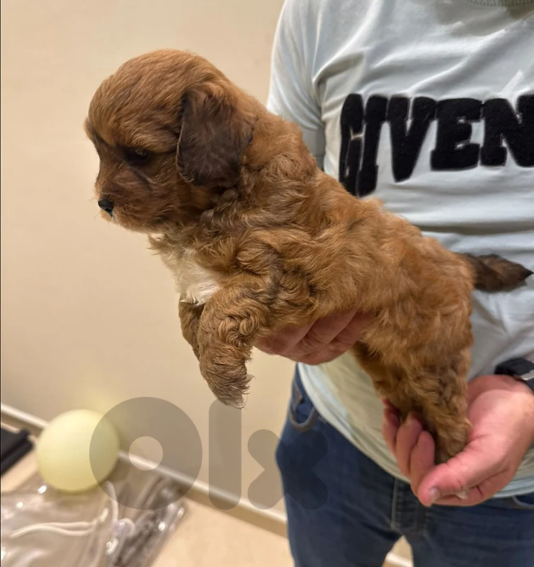 Pure cuteness alert! Premium Maltipoo puppy available
