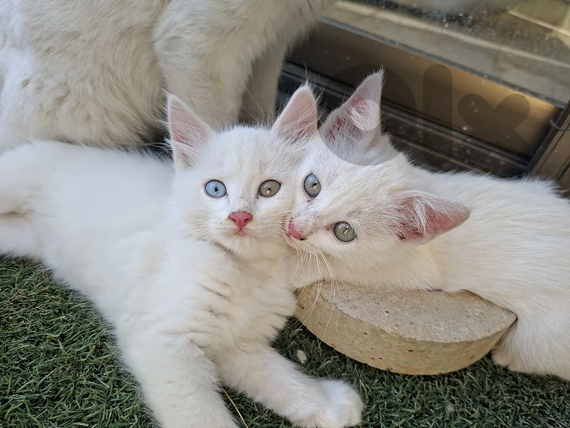 8 weeks old cats