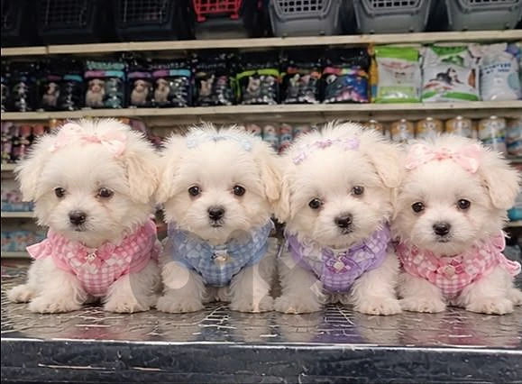 mini bichon puppies