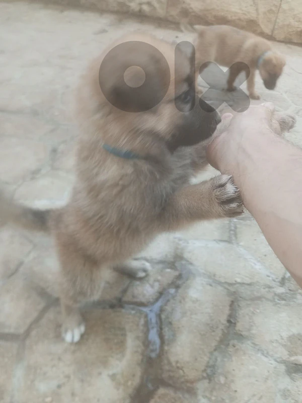 puppies