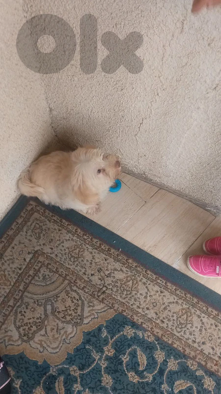 bichon