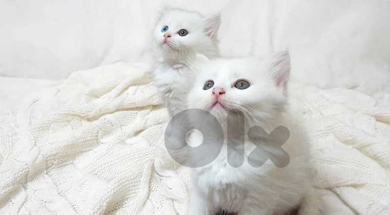 cat kittens