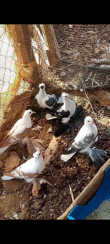 البقاع. بعلبك