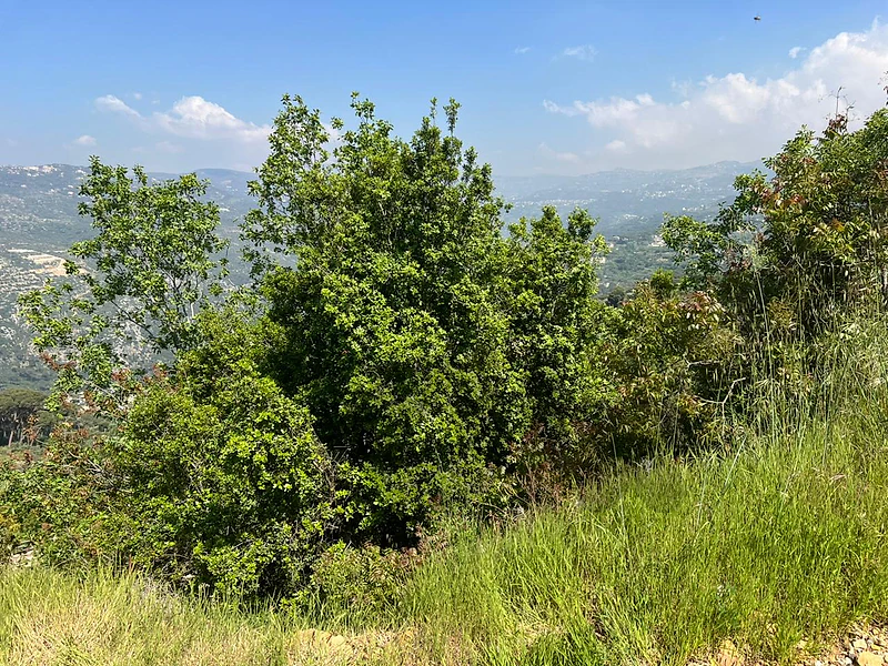 land for sale in aabadiyeh baabda