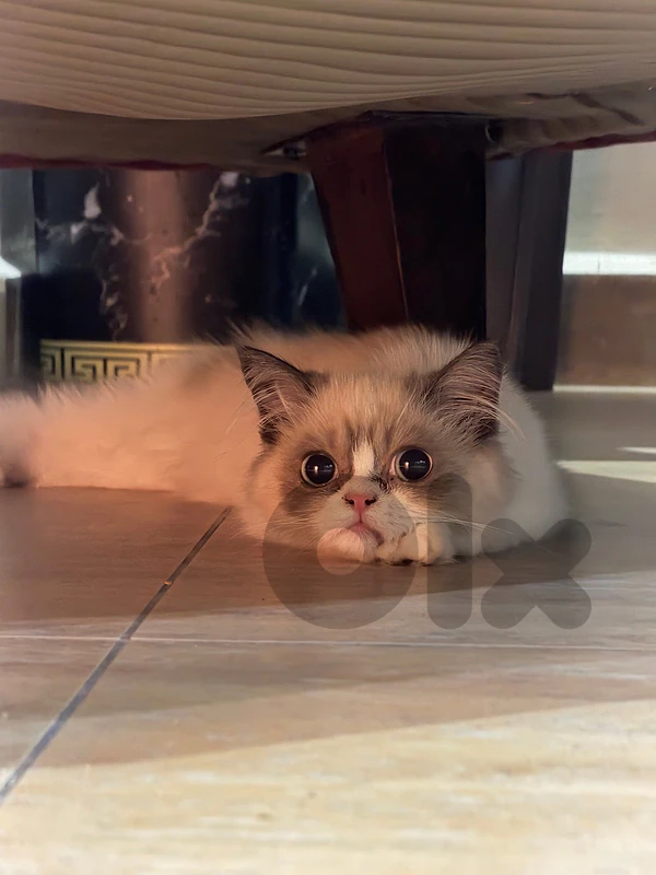 RAGDOLL KITTEN