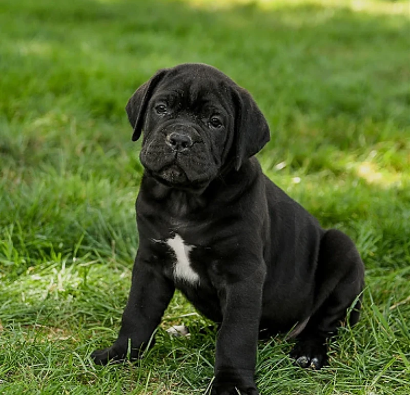 cane corso puppies for sale