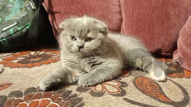 kitten female