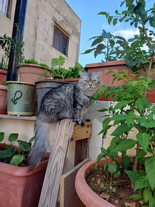 cat 🐈 for sell