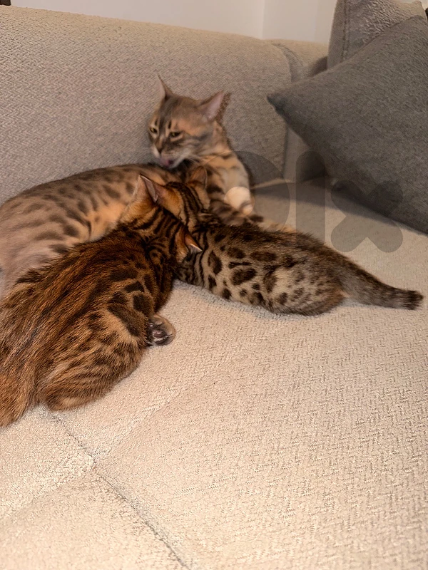 purebred bengal kittens
