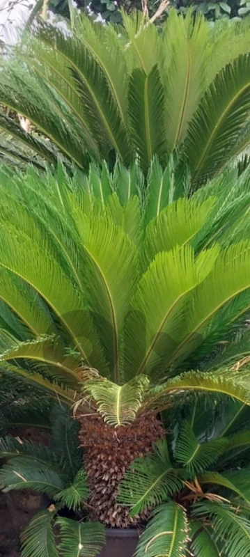 cycas 1,8m نخيل سيكاس مميزة جزعين طول ١،٨ م