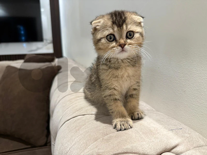 scottish fold