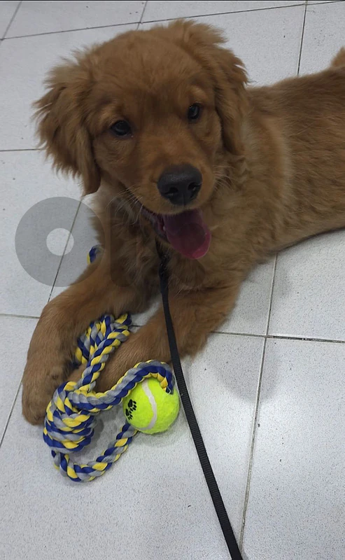 Golden Retriever 5 months -  4 sale