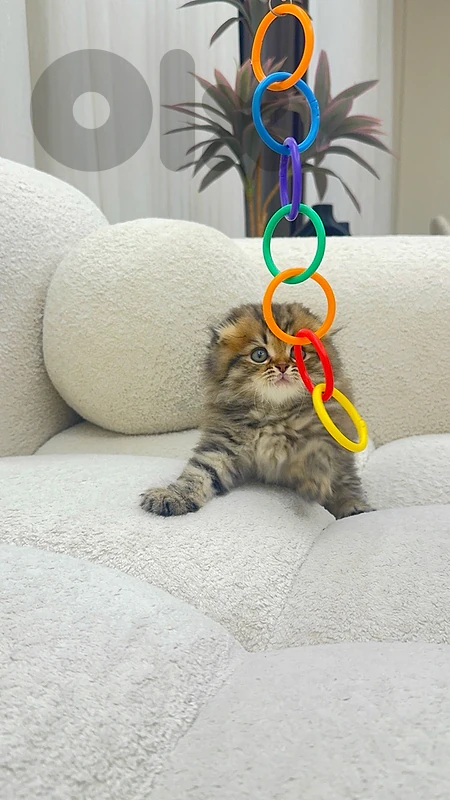 Highland Scottish fold / Golden Scottish fold