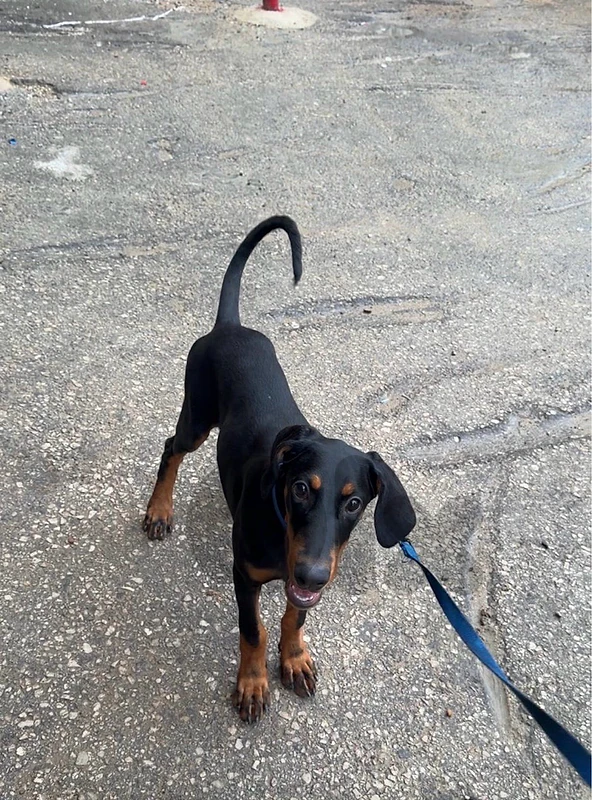 🐶 Doberman Puppy 🖤🤎