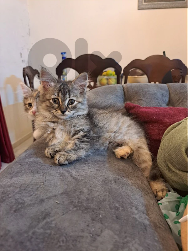 mix persian