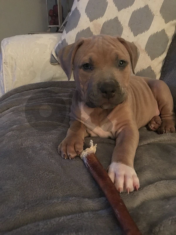 Staffordshire Imported Staffy