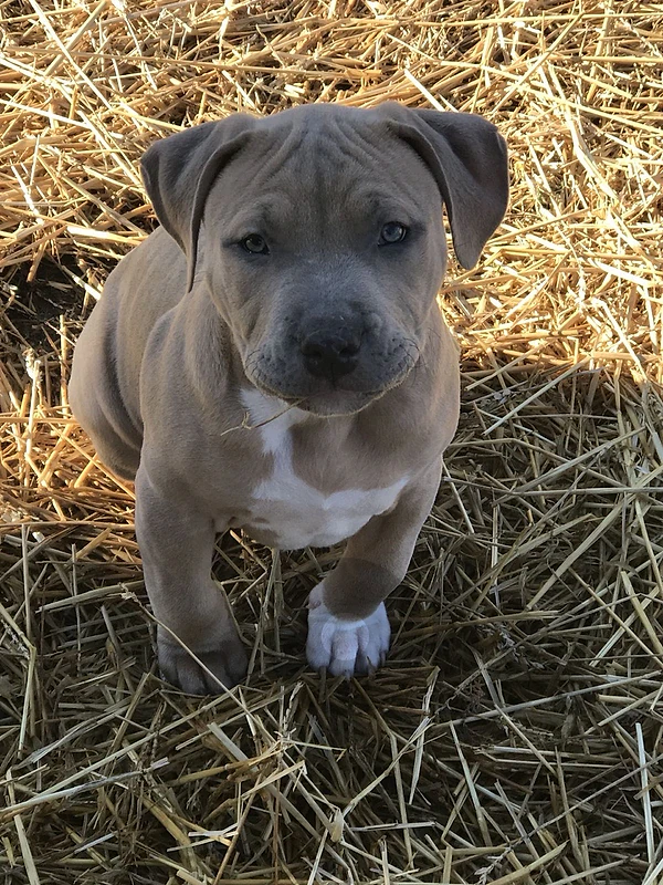 Imported Staffordshire
