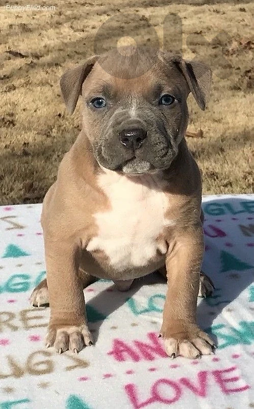 Staffy Staffordshire Imported