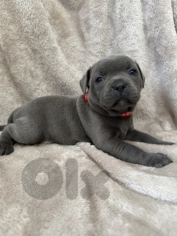 pitbull blue puppy