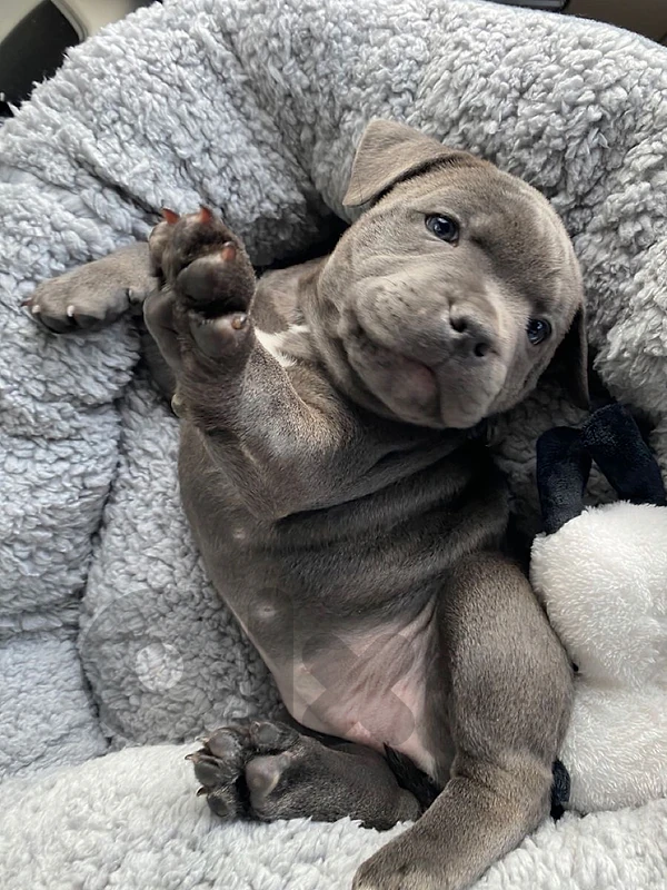 pitbull puppy blue grey