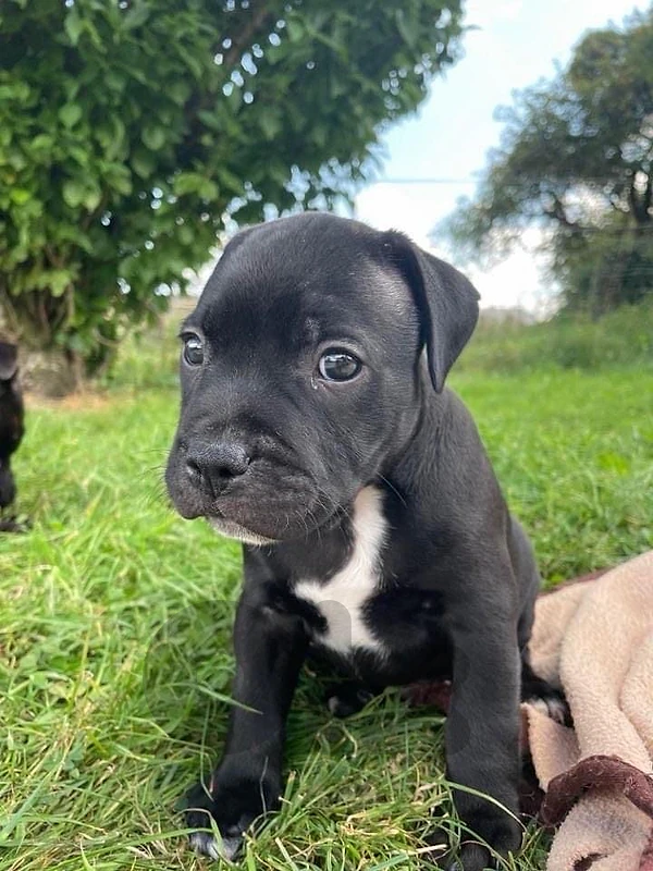 Black pit Pitbull