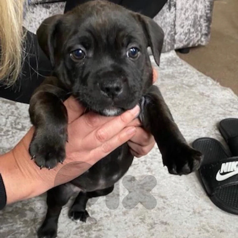 black Pittbull puppy