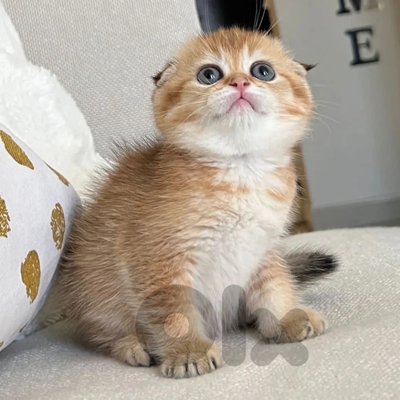 Imported Golden Chinchilla