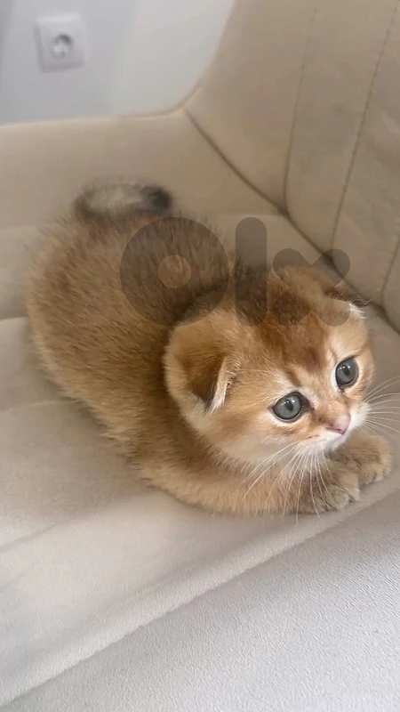 Scottish Golden Chinchilla imported