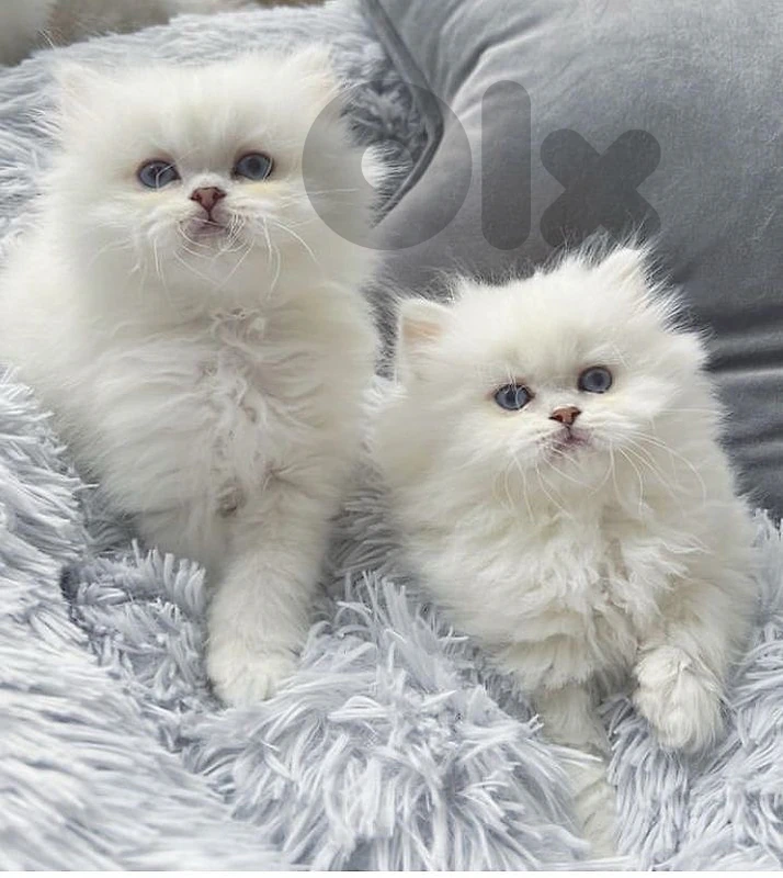 persian himalayan kitten available قطط/بسينات
