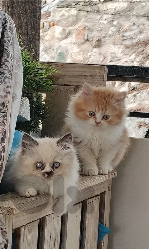 Himalayan, Gray ears kitten