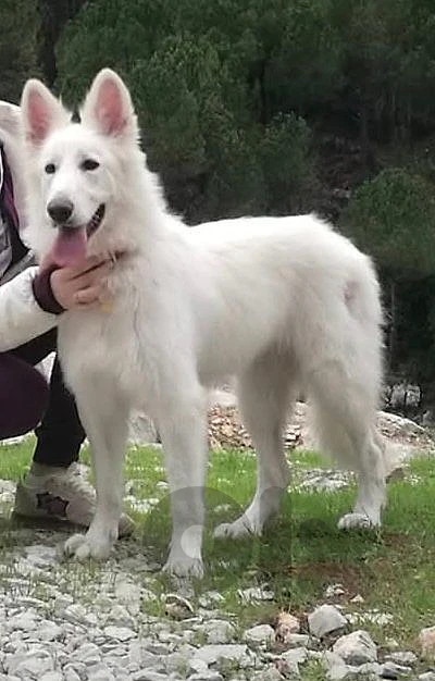 Berger Suisse female dog