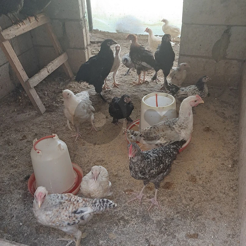 organic chickens دجاج بلدي و زينة