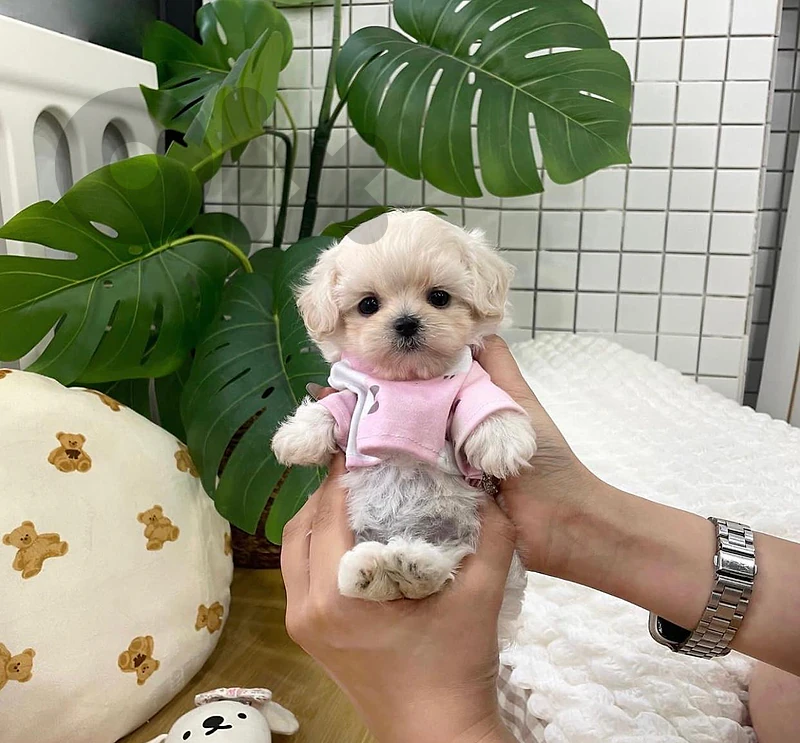 BICHON MALTESE MALTIPOO TOY POODLE special prices!!!