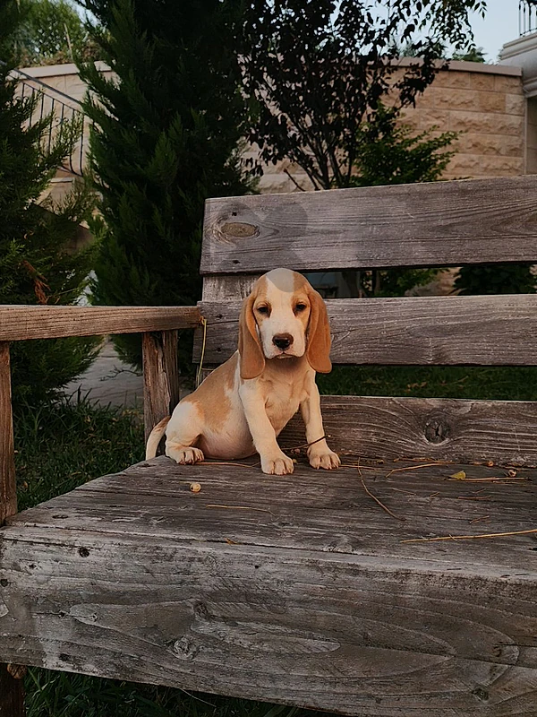 beagle