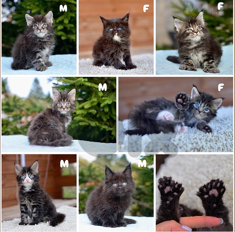 Maine Conn kitten