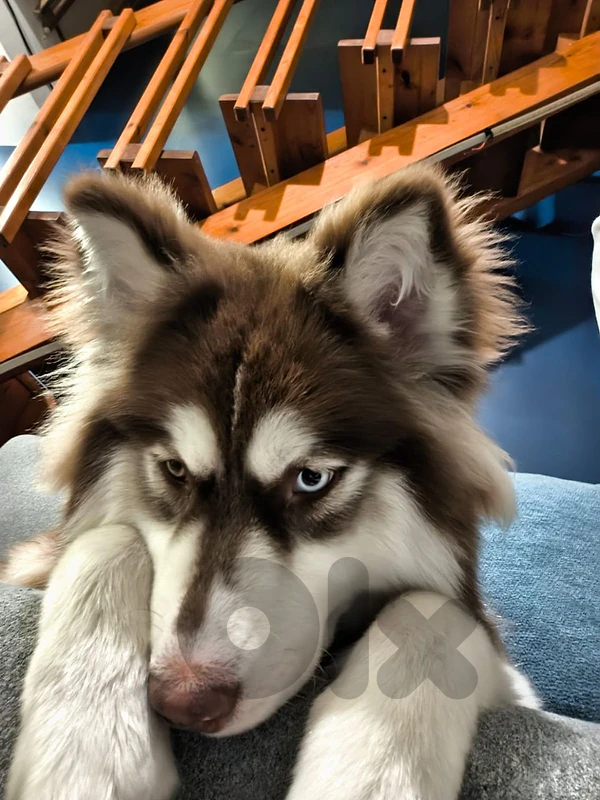 Husky Malamute Mix Red Copper