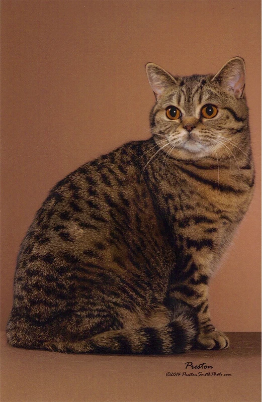british tiger pregnant للتواصل واتساب 81686679 british tiger pregnant للتواصل واتساب 81686679