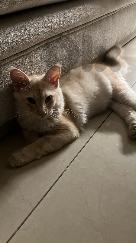 Majestic Maine Coon Baby Boy | 2.5 Months | Stunning Cream Color