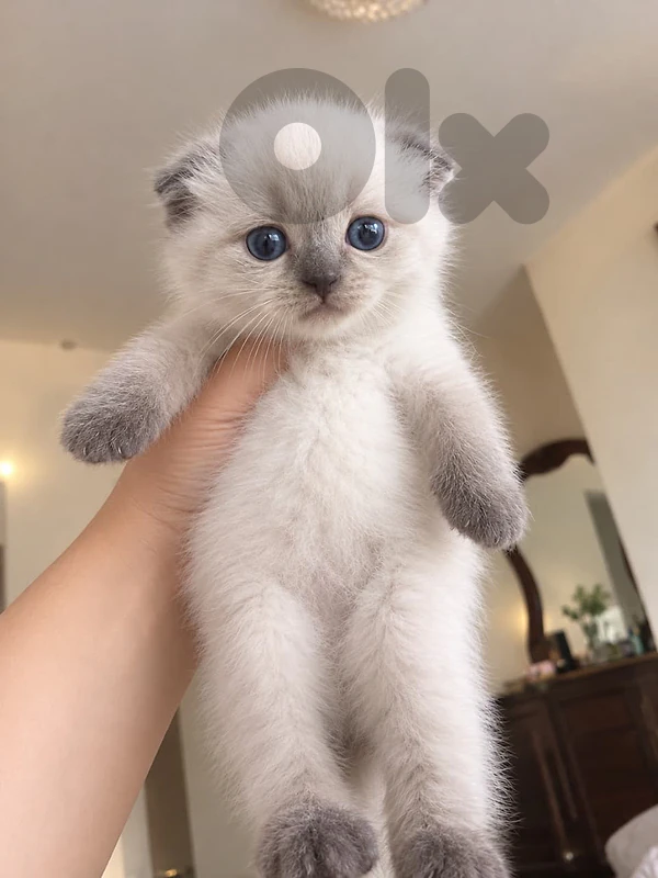 two mixed himalayan scotch fold (Male& female) 150$ for each one
