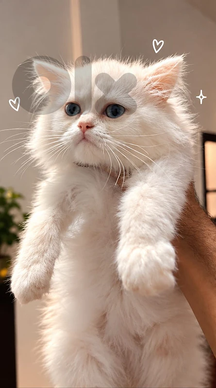 Persian kittens Persian kittens