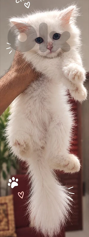 Persian kittens