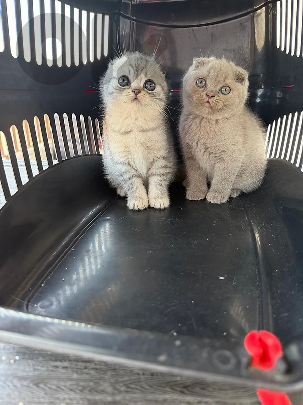 scottish Fold short hair kitten available