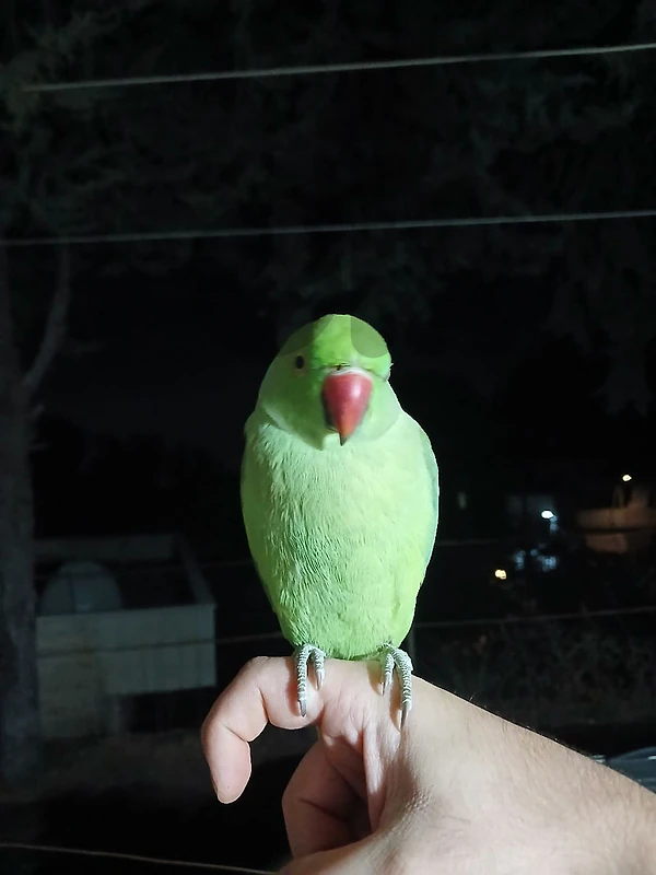 indian Ringneck